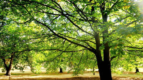 New Norfolk Junction Motel - Local Tourism 25