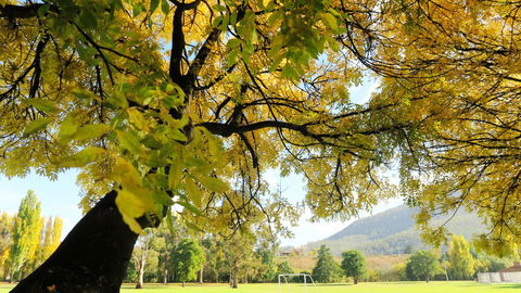 New Norfolk Junction Motel - Local Tourism 17
