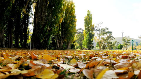 New Norfolk Junction Motel - Local Tourism 19