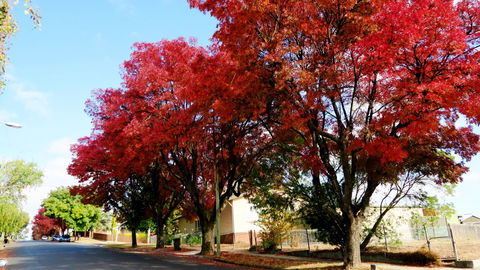 New Norfolk Junction Motel - Local Tourism 22