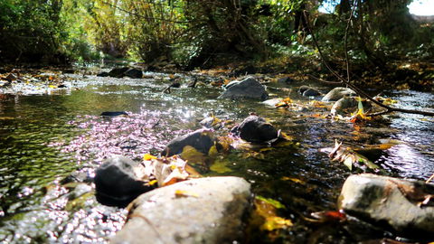 New Norfolk Junction Motel - Local Tourism 20