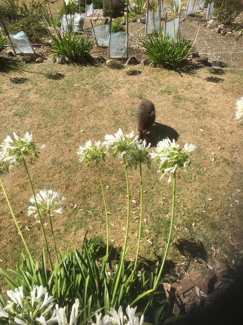 House On The Hill Bed And Breakfast - Accommodation Australia 8