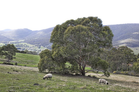 House On The Hill Bed And Breakfast - Accommodation Australia 15