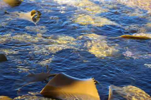 Blu-Sea 365 - Australia Shopping 28