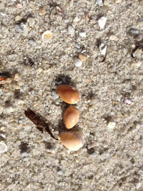 Blu-Sea 365 - Australia Shopping 27