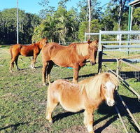 Paskins Farm - Accommodation Australia