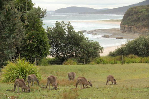 Pretty Beach Cabins - Accommodation Australia 3