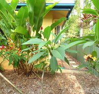 Rainforest Cottage Cairns - Accommodation Australia