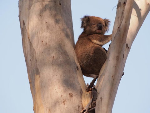 Reidford Cottage - Dog Friendly - Accommodation Australia 1