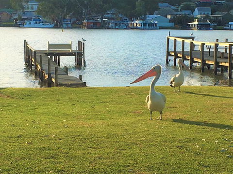 Riverfront Getaway - Mannum - Accommodation Australia 0