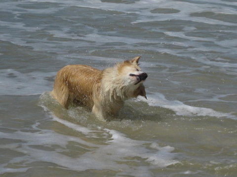 SALTY PAUSE @ BONDI HOUSE - Accommodation Australia 2