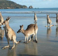 Seaforth Holiday Units - Australia Shopping