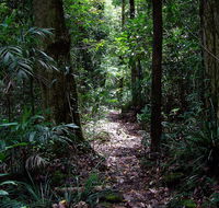 Springbrook Lyrebird Retreat - Accommodation Australia