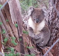 Stringybark Hills Retreat - Australia Shopping