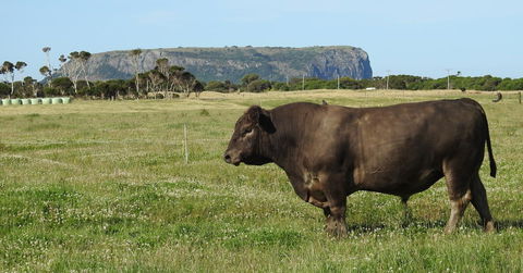 Ellie\'s Cottages - Accommodation Australia 40