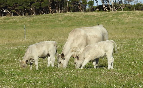 Ellie\'s Cottages - Accommodation Australia 39