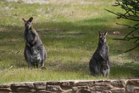 Bicheno By The Bay - Australia Shopping 44