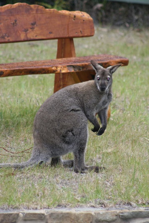 Bicheno By The Bay - Australia Shopping 31