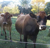 Drumreagh Bed  Breakfast Cabins - Australia Shopping