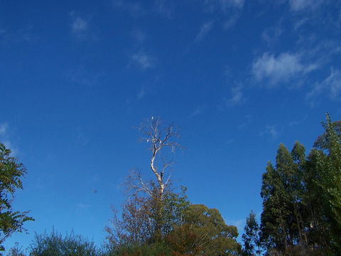 Drumreagh Cabins - Accommodation Australia 8