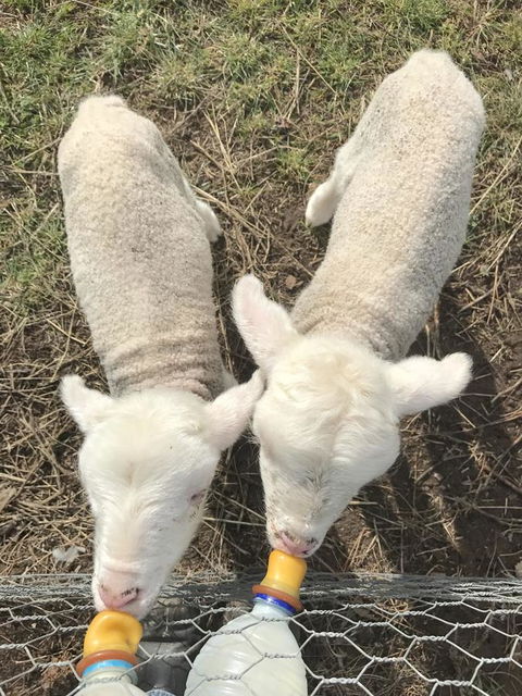 Taras Richmond Farmstay - Accommodation Australia 27