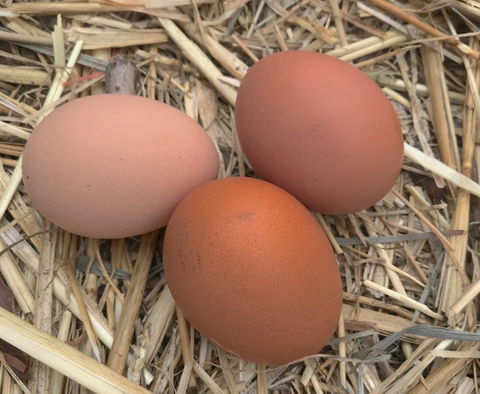 Taras Richmond Farmstay - Accommodation Australia 26