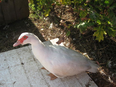 Taras Richmond Farmstay - Accommodation Australia 21