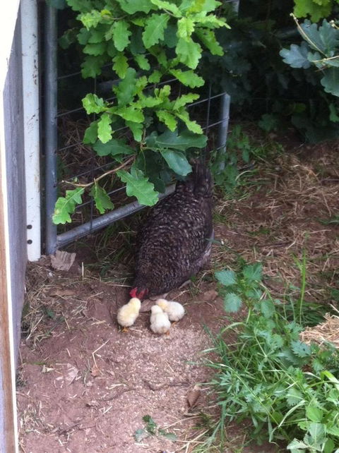 Taras Richmond Farmstay - Accommodation Australia 25