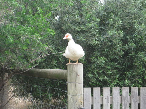 Taras Richmond Farmstay - Accommodation Australia 16