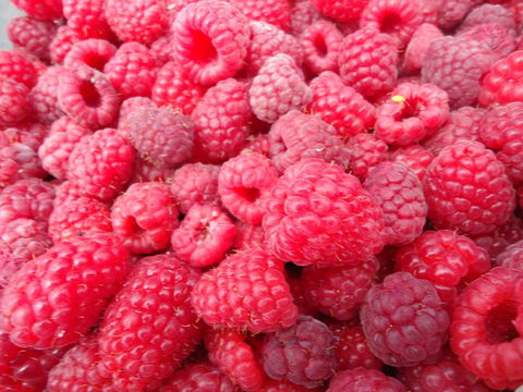 Taras Richmond Farmstay - Accommodation Australia 15