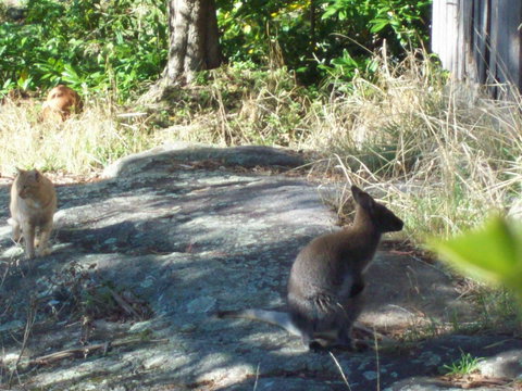 St. Pauls Bed & Breakfast - Australia Shopping 13