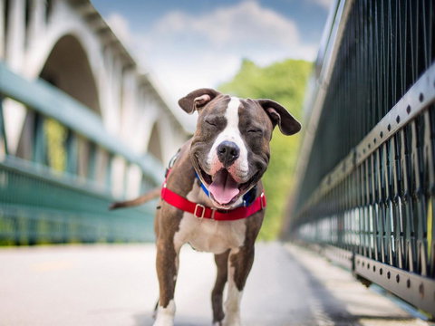 Boutique Stays Sandyside- Sandringham Villa Units - Accommodation Australia 7