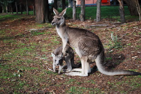 Gariwerd Motel - Accommodation Australia 16