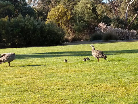 Rural 5 Star Villa\'s With Resort Amenities - Accommodation Australia 7