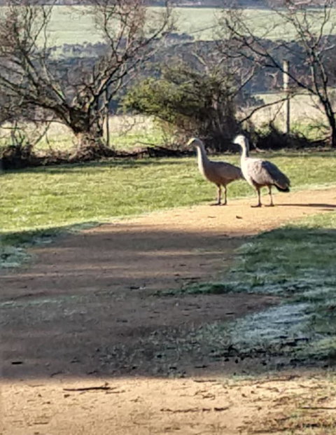 Rural 5 Star Villa\'s With Resort Amenities - Accommodation Australia 6