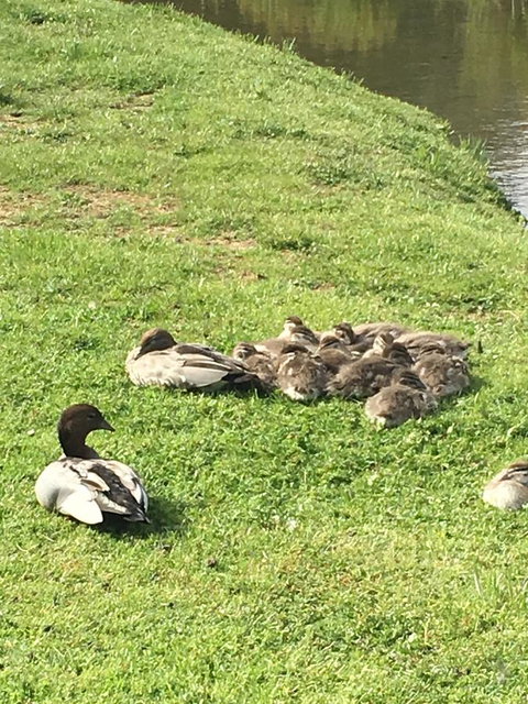 Lakeside Conti Villas - Australia Shopping 17