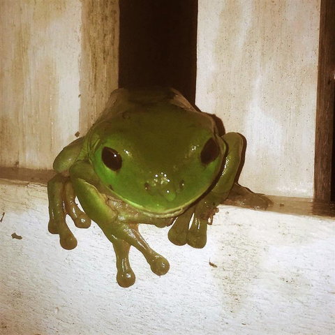 The Canungra Motel - Australia Shopping 3