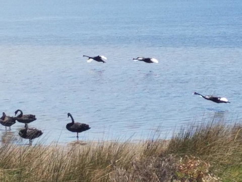 The DOLPHIN PLACE - Local Tourism 0