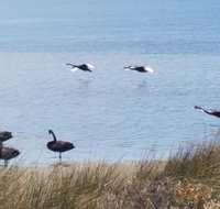 The DOLPHIN PLACE - Australia Shopping