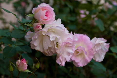 The Noble Grape Guesthouse - Local Tourism 1