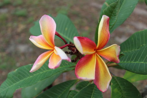 The Ole Gumtree - Kookaburras Nest - Australia Shopping 2