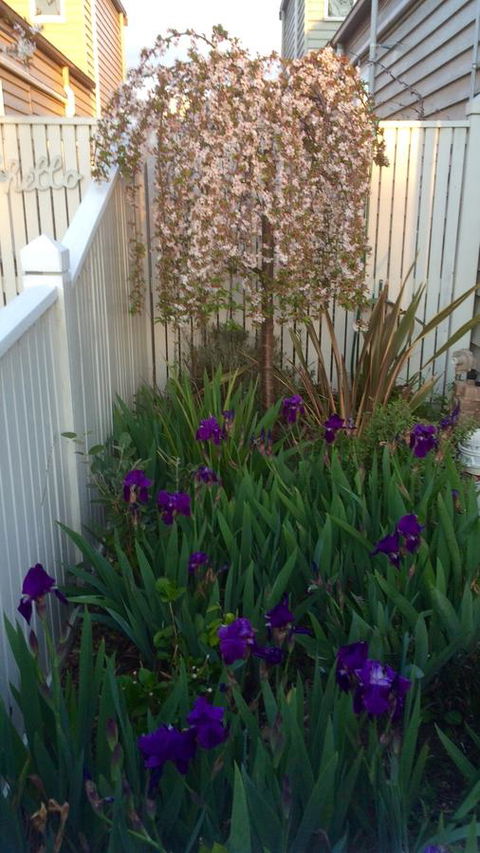 Redruth Cottage - Accommodation Australia 24