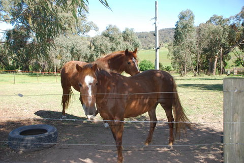 Bluegum Ridge Cottages - Local Tourism 34