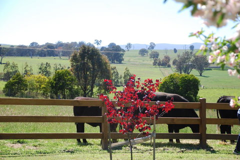Bluegum Ridge Cottages - Local Tourism 33