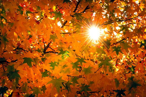 Alpine Aspects - Local Tourism 15