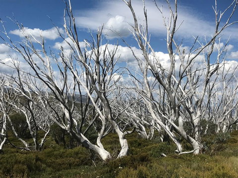 Alpine Aspects - Local Tourism 37