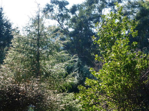 Alpine Aspects - Local Tourism 8