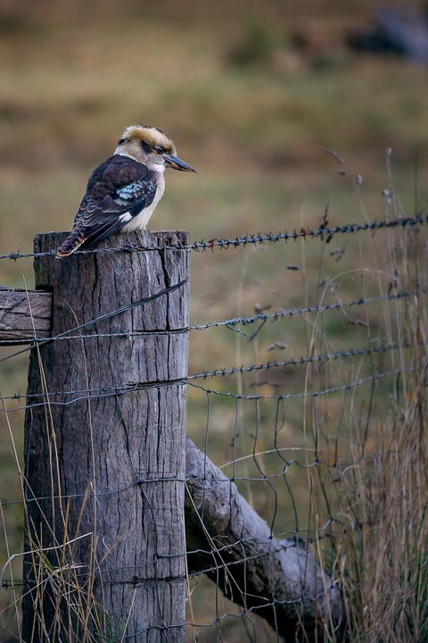 Alpine Aspects - Local Tourism 12