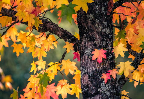 Alpine Aspects - Local Tourism 27