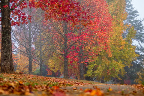 Alpine Aspects - Local Tourism 2